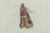 Acrobasis marmorea